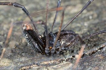 Media type: image; Invertebrate Zoology 133416
